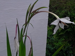 Gladiolus murielae