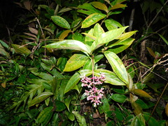 Medinilla speciosa