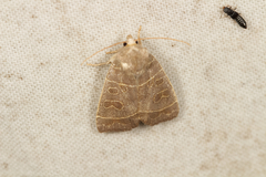 Ipimorpha subtusa