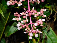 Medinilla speciosa