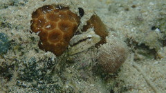 Xestus Sabretooth Blenny photo 2