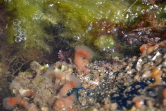 Morchellium argus