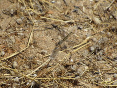 Selysiothemis nigra