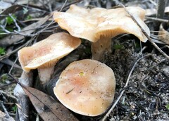 Singerocybe