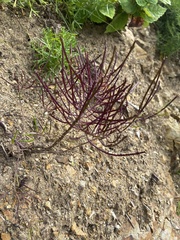 Erysimum amurense