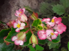 Begonia semperflorens-cultorum