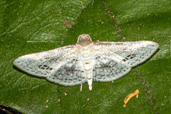Calindoea anticalis