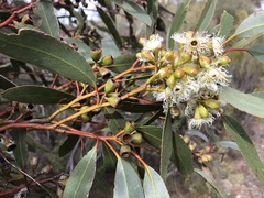 Eucalyptus calycogona