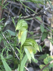 Pterostylis smaragdyna
