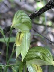 Pterostylis smaragdyna