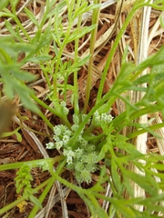 Daucus glochidiatus