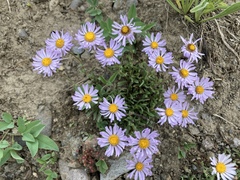 Erigeron leiomerus