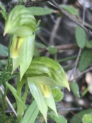 Pterostylis smaragdyna