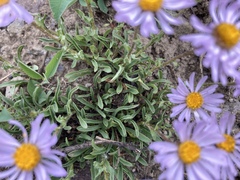 Erigeron leiomerus
