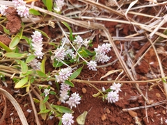 Ptilotus gomphrenoides
