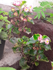 Begonia semperflorens-cultorum