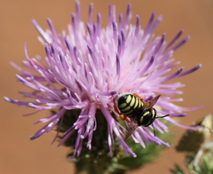 Pseudoanthidium