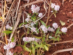 Ptilotus gomphrenoides
