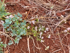 Ptilotus gomphrenoides