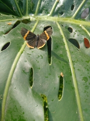 Riodina lycisca