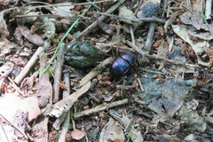 Phelotrupes auratus