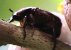 Protaetia orientalis sakaii