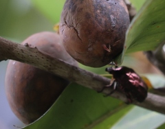 Protaetia orientalis sakaii