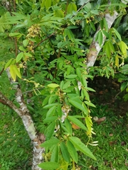 Dendrolobium lanceolatum