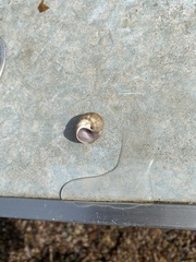 Cryptonatica janthostoma