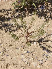 Lepidium perfoliatum