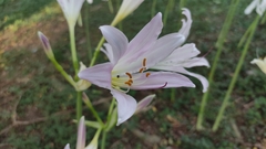 Lycoris longituba
