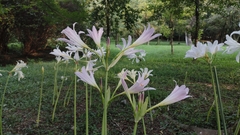 Lycoris longituba