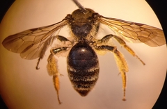 Andrena pandellei
