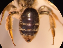 Andrena pandellei