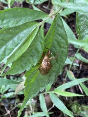 Chremistica ochracea