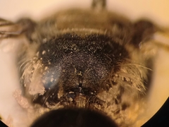 Andrena pandellei