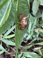 Chremistica ochracea