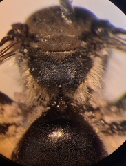 Andrena pandellei
