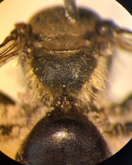 Andrena pandellei