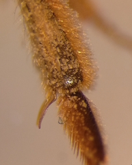 Andrena pandellei