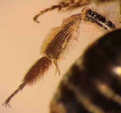 Andrena pandellei