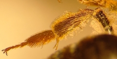 Andrena pandellei