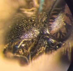 Andrena pandellei