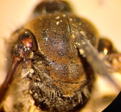 Andrena pandellei