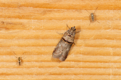 Trachonitis cristella