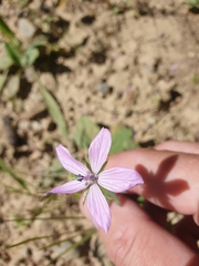 Geranium asphodeloides