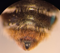 Andrena pandellei