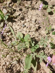 Geranium asphodeloides