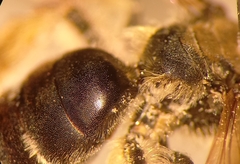 Andrena pandellei