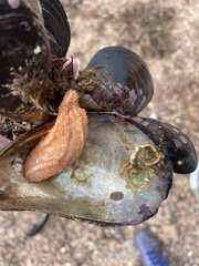 Eupentacta fraudatrix